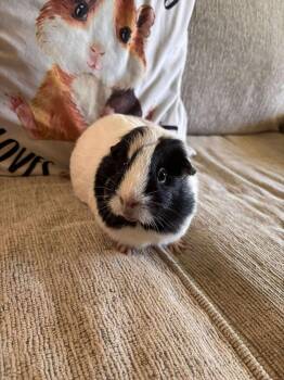 Rescue Guinea Pig Guinea Pigs for Adoption in Melbourne, Florida - Daisy | PetCurious